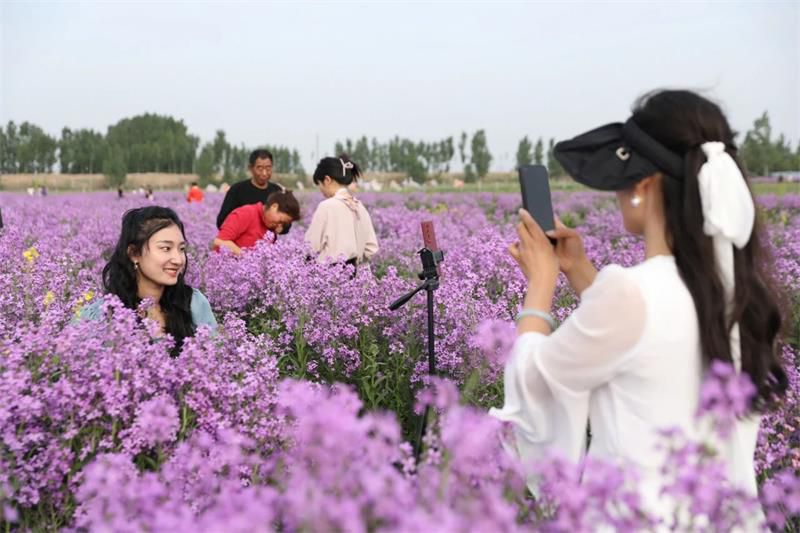 10萬余人次！太極莊首屆紫色油菜花節(jié)收官